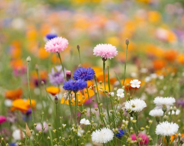 Logotrade Werbegeschenke das Foto: DIN A6 Wildblumen-Samenpapier