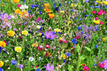 Logotrade promotional giveaway picture of: Flowers mix seeds in envelope