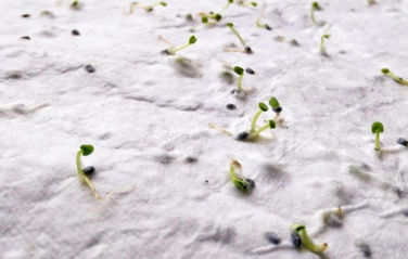 Logo trade promotional merchandise picture of: A4 wildflower seed paper sheet