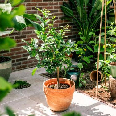 Logo trade corporate gifts image of: Treemore Letterbox Trees Kaffir Lemon