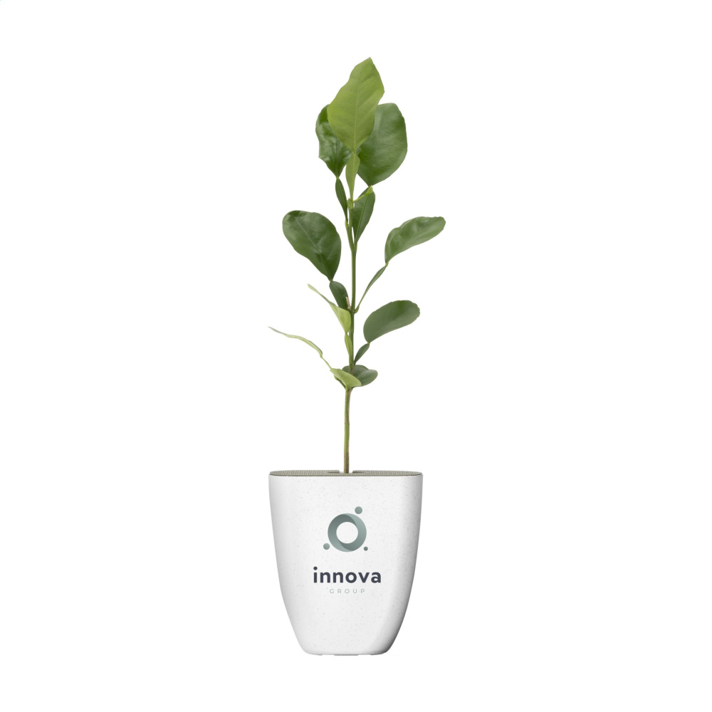 Logotrade mainoslahjat ja liikelahjat tuotekuva: Treemore Letterbox Trees Kaffir Lemon